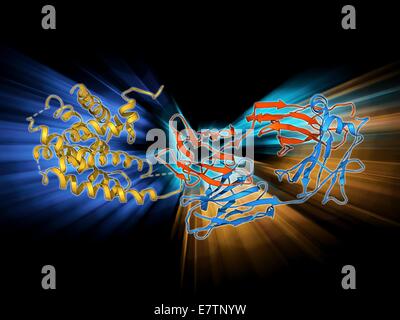 Beta-2 adrenergic receptor. Molecular model of a human beta-2 adrenergic receptor bound to an antibody. Beta receptors respond to adrenalin, causing a sympathetic (fight or flight) response. Beta-2 receptors are found in the central nervous system (CNS), Stock Photo