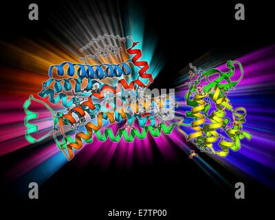 Beta-2 adrenergic receptor. Molecular model of a human beta-2 adrenergic receptor bound to an antibody. Beta receptors respond to adrenalin, causing a sympathetic (fight or flight) response. Beta-2 receptors are found in the central nervous system (CNS), Stock Photo