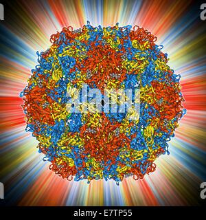 Poliovirus type 3 capsid, molecular model. This enterovirus causes poliomyelitis (polio) in humans, which affects the nervous system, sometimes leading to paralysis. The three types produce similar symptoms. In viruses, the capsid is the protein shell tha Stock Photo