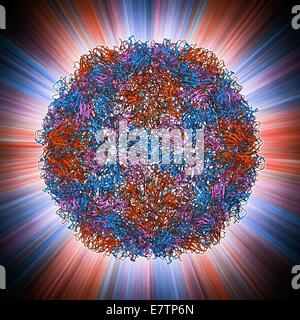 Rhinovirus capsid, molecular model. This is human rhinovirus. The rhinovirus infects the upper respiratory tract and is the cause of the common cold. It is spread by coughs and sneezes. In viruses, the capsid is the protein shell that encloses the genetic Stock Photo