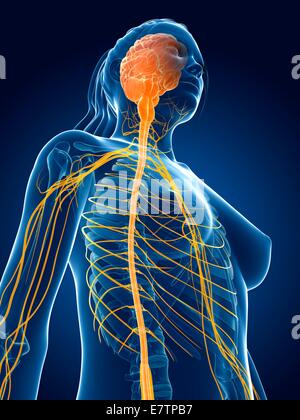 Human brain and spinal cord, computer artwork. Stock Photo