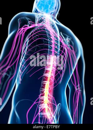 Human spinal cord, computer artwork. Stock Photo