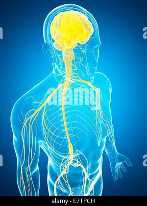 Human nervous system and brain, computer artwork. Stock Photo