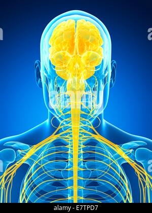 Human brain and nervous system, computer artwork. Stock Photo