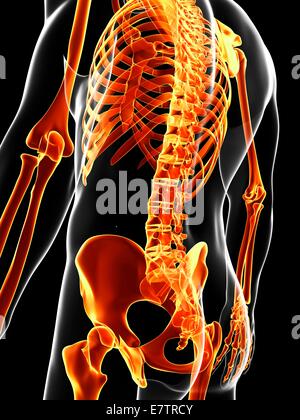 Human skeleton, computer artwork. Stock Photo