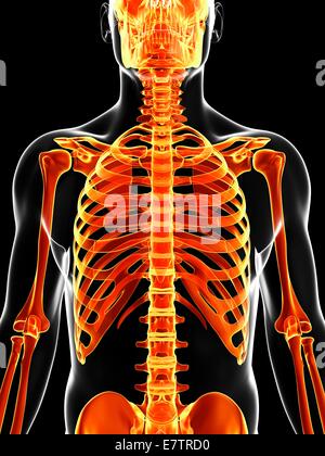 Human skeleton, computer artwork. Stock Photo