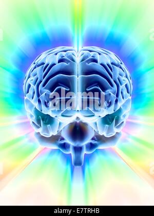 Human brain, computer artwork. The front of the brain is at bottom ...