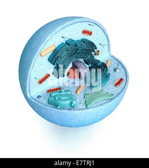 Animal Cell Computer Rendering Animal cell structure, computer artwork Stock Photo - Alamy
