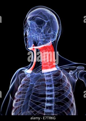 Human neck muscle, computer artwork Stock Photo - Alamy