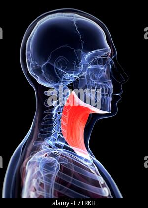 Platysma muscle, computer illustration Stock Photo - Alamy