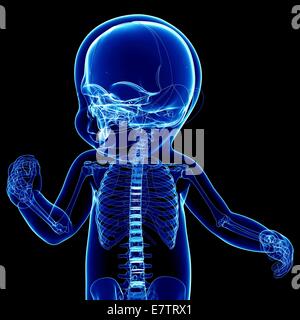 Baby's skeletal system, computer artwork. Stock Photo