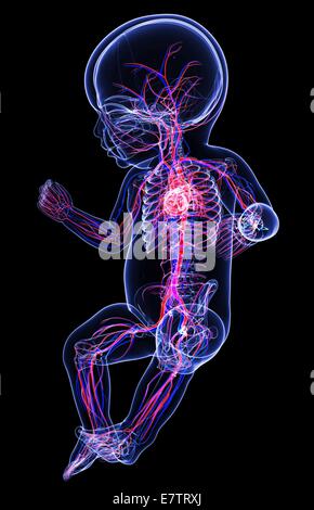 Baby's cardiovascular system, computer artwork. Stock Photo