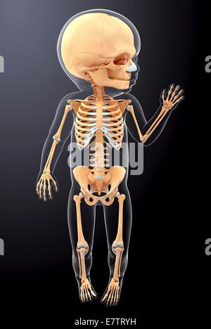 Baby's skeletal system, computer artwork. Stock Photo