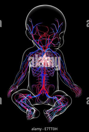 Baby's cardiovascular system, computer artwork. Stock Photo