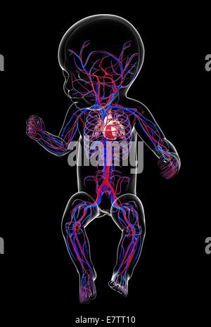 Baby's cardiovascular system, computer artwork. Stock Photo