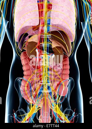 Human anatomy, computer artwork. Stock Photo