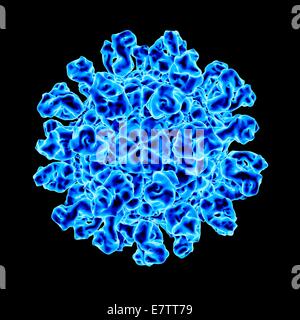 Foot and mouth disease virus, computer artwork.