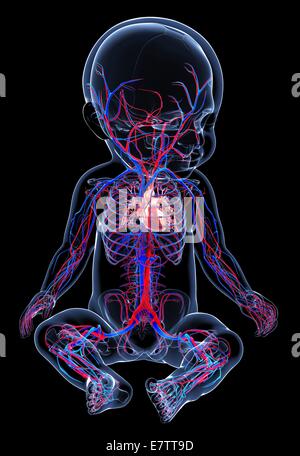 Baby's cardiovascular system, computer artwork. Stock Photo