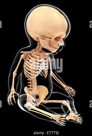 Baby's skeletal system, computer artwork. Stock Photo