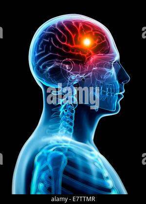 Anatomy of human brain, side view Stock Photo - Alamy