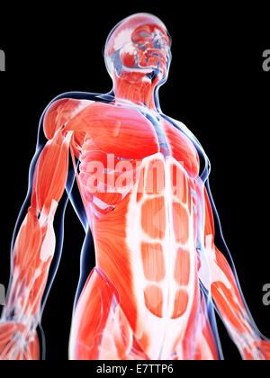 Human abdominal muscles, computer artwork. Stock Photo