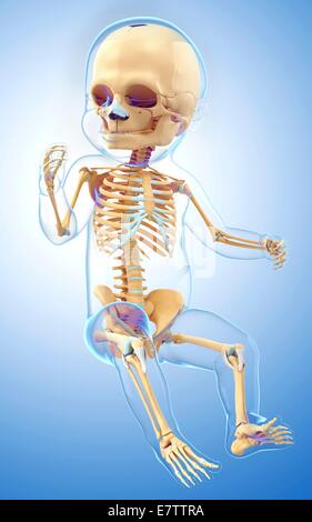 Baby's skeletal system, computer artwork. Stock Photo