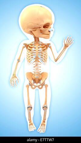 Baby's skeletal system, computer artwork. Stock Photo