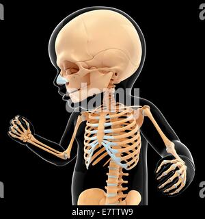 Baby's skeletal system, computer artwork. Stock Photo