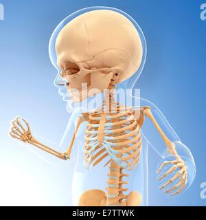 Baby's skeletal system, computer artwork. Stock Photo