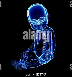 Baby's skeletal system, computer artwork. Stock Photo