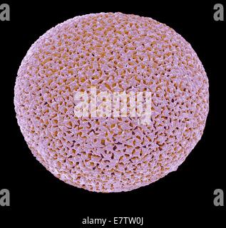 Orbulina. Coloured scanning electron micrograph (SEM) of the shell of the foraminiferan Orbulina sp. Foraminiferans are marine single-celled protists that construct and inhabit shells (tests), which are composed of several chambers. They are one of the ol