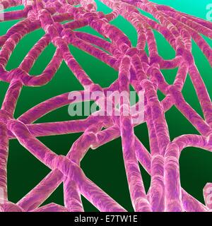 Computer illustration of an ebola virus particle. Seen on the viral ...
