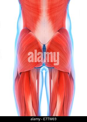 human-anatomy-of-the-buttock-computer-illustration-stock-photo-alamy