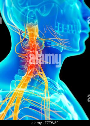 Human neck nerves, computer artwork. Stock Photo