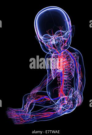 Baby's cardiovascular system, computer artwork. Stock Photo