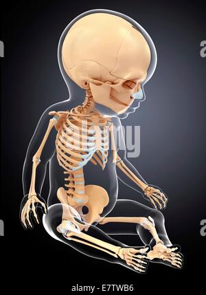 Baby's skeletal system, computer artwork. Stock Photo