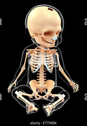 Baby's skeletal system, computer artwork. Stock Photo