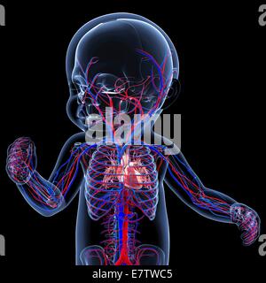 Baby's cardiovascular system, computer artwork. Stock Photo