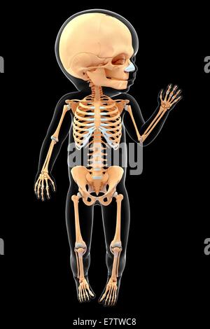 Baby's skeletal system, computer artwork. Stock Photo