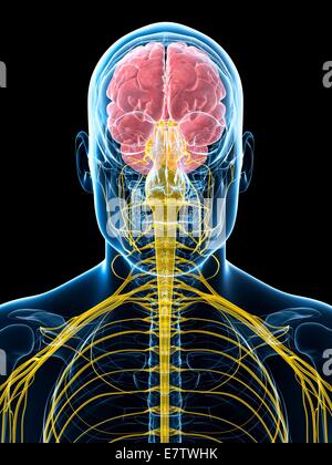 Human brain and spinal cord, computer artwork. Stock Photo