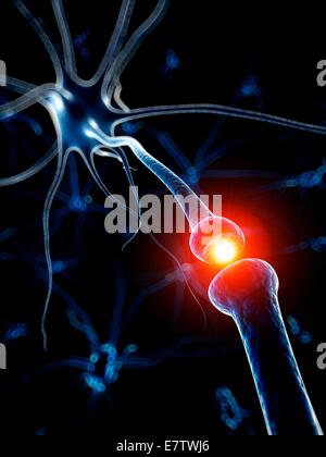Human nerve cell, computer artwork. Stock Photo