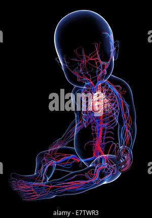 Baby's cardiovascular system, computer artwork. Stock Photo