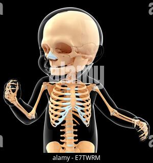 Baby's skeletal system, computer artwork. Stock Photo