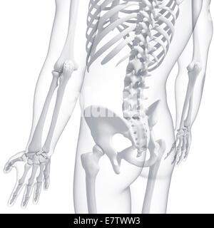 Human pelvis, computer artwork. Stock Photo