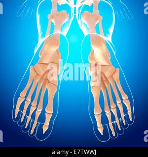 Human foot bones, computer artwork. Stock Photo
