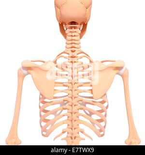 Human spine, computer artwork. Stock Photo