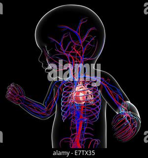 Baby's cardiovascular system, computer artwork. Stock Photo