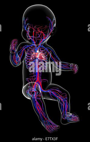 Baby's cardiovascular system, computer artwork. Stock Photo