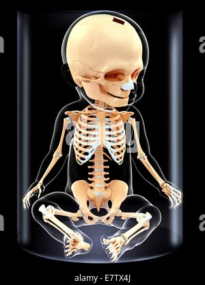 Baby's skeletal system, computer artwork. Stock Photo