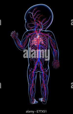 Baby's cardiovascular system, computer artwork. Stock Photo